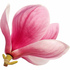Pink magnolia